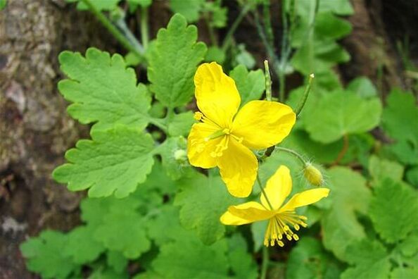 wart plant celandine